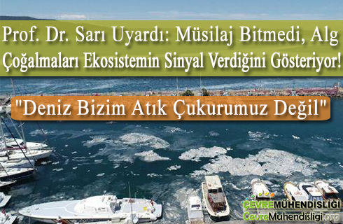 alg cogalmalari ekosistemin sinyal