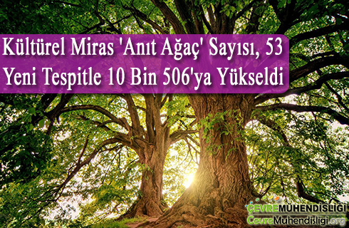 anit agac sayisinda artis