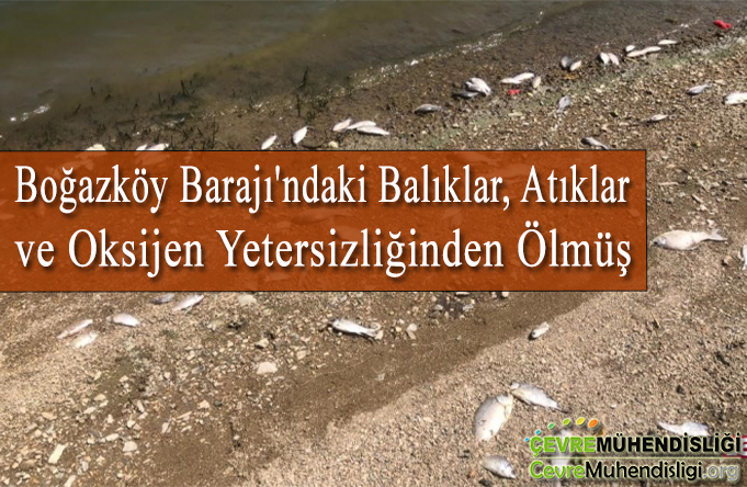 bogazkoy barajindaki balik olumleri