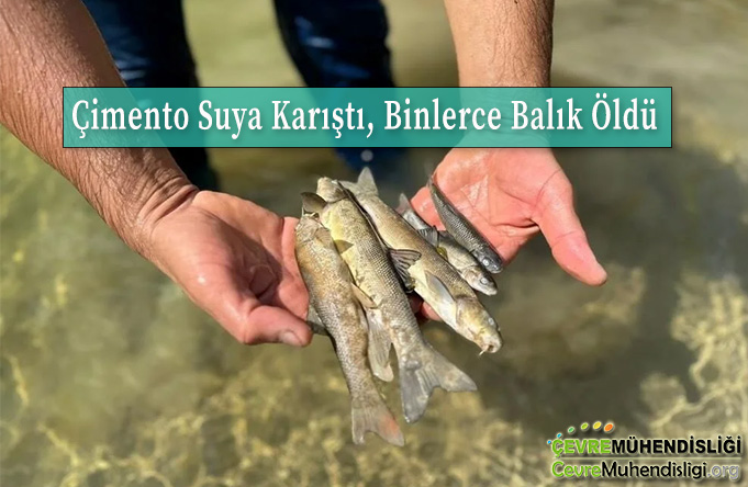 cimento suya karisti binlerce balik oldu
