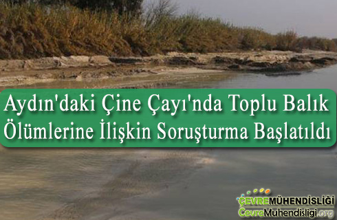 cine cayinda toplu balik olumleri