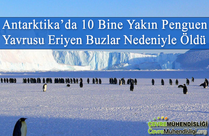 eriyen buzullarda penguenlerin durumu