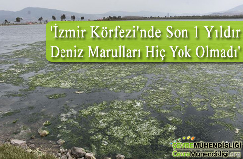 izmir korfezinde deniz marullari