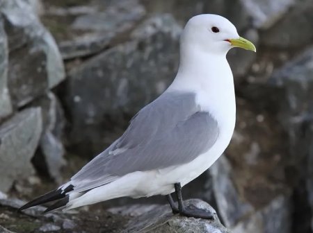kittiwake