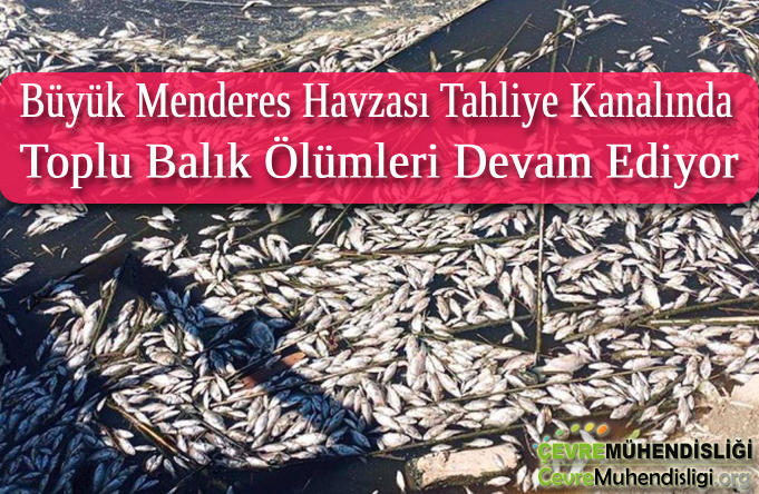 menderes havzasi balik olumleri