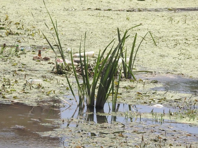 tunca nehri copluge dondu 1