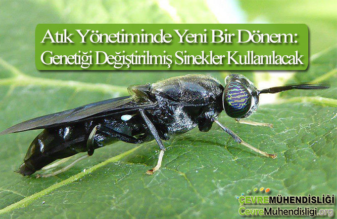 atik yonetiminde genetigi degistirilmis sinekler