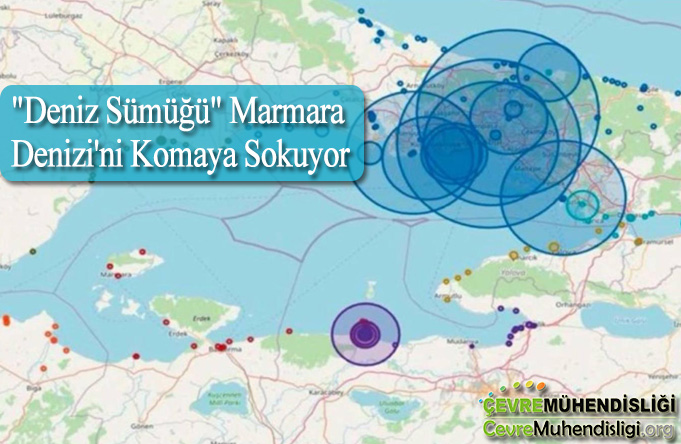 deniz sumugu marmara denizini komaya sokyur