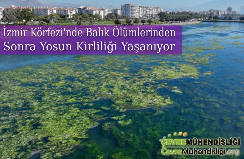 izmir korfezi yosun kirliligi