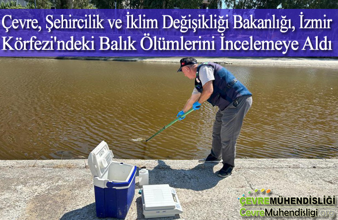 izmir korfezindeki balik olumleri