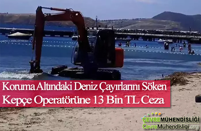 koruma altindaki deniz cayirlari