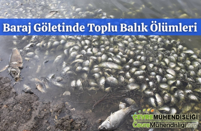 barah goletinde toplu balik olumleri