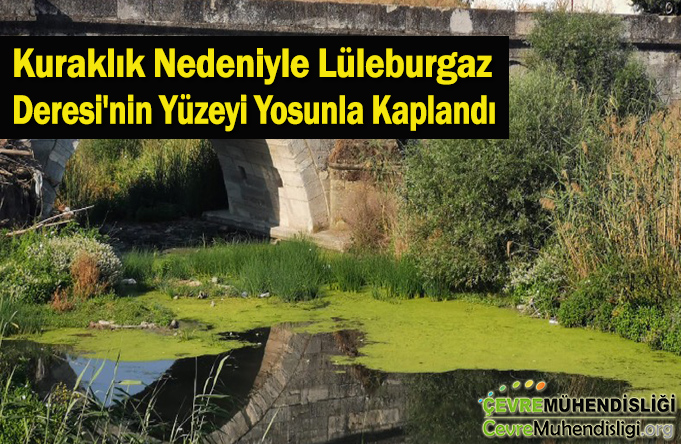 kuraklik nedeniyle dere yuzeyi yosunla kaplandi