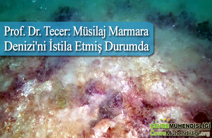musilaj marmara denizini istila etmis durumda