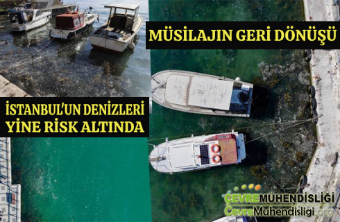 musilajin geri donusu