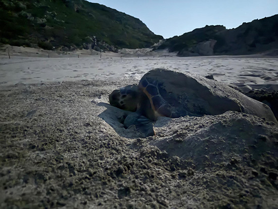 pataraya ozel koruma plani 1
