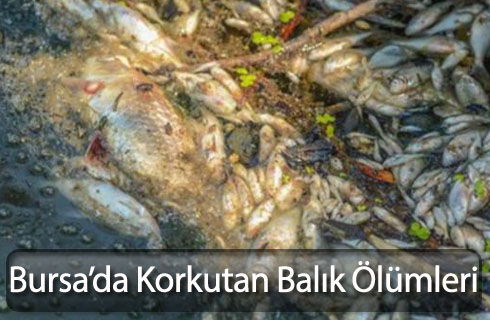 bursadakibalikolumler2017haber