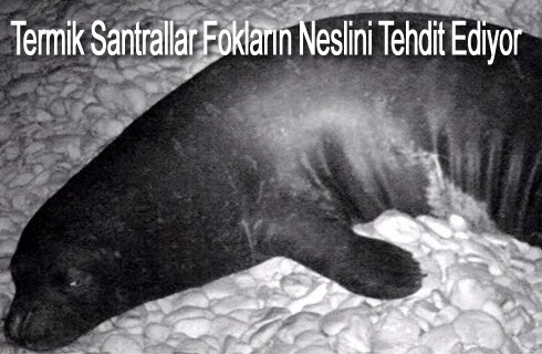 foklarinneslitukeniyor2015haber