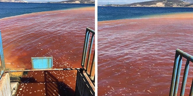 izmirdedenizkirmiziyaburundu