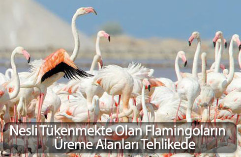 neslitukenmekteolanflamingolar2017haber