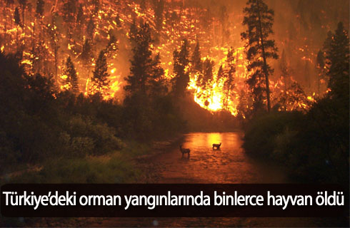 ormanyanginlarindabinlercehayvanoldu2017haber